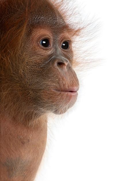 Baby Sumatran Orangutan, standing