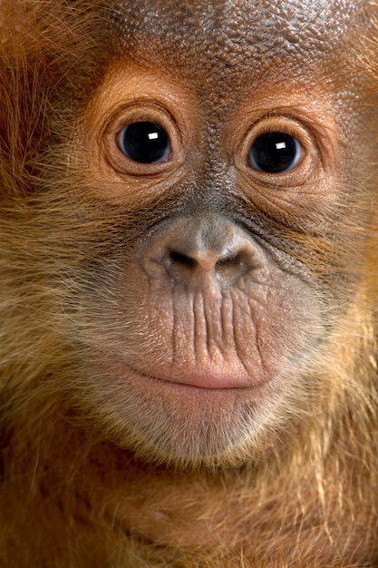 Foto baby sumatran orangutan, in piedi