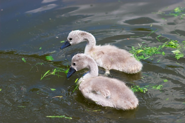 赤ちゃんの白鳥は、都市公園のシグネット湖で草を食べる