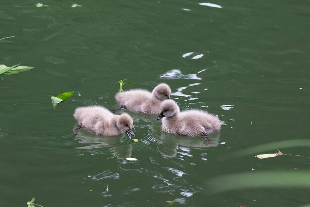 Baby swan swims on a lake on a sunny summer day The baby swan is seven days after birth