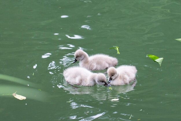 Baby swan swims on a lake on a sunny summer day The baby swan is seven days after birth