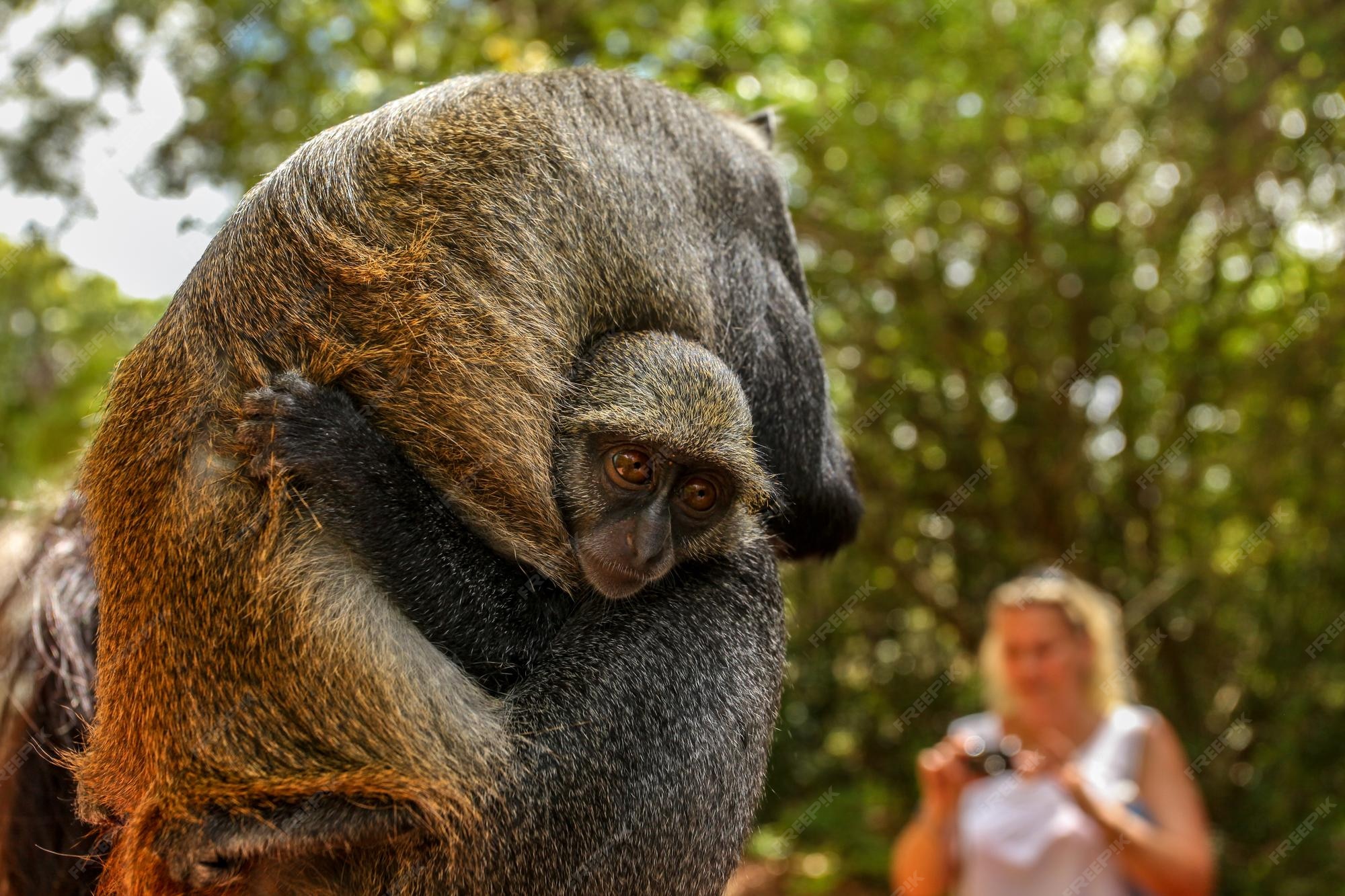 Premium Photo | Baby sykes' samango monkey (cercopithecus albogularis)  holds onto her mother that is photographed by blurred tourist in  background. gede, watamu region, kenya