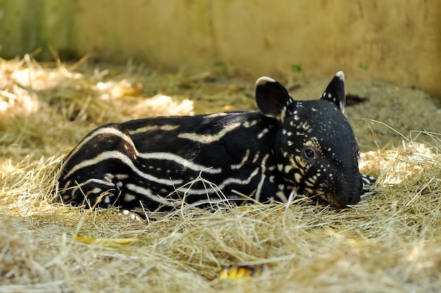 Baby tapir