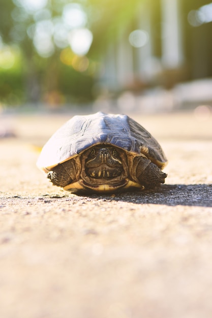 Foto tartaruga del bambino sul pavimento in natura