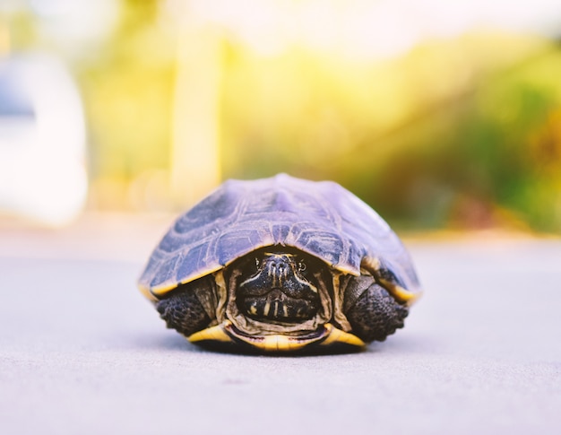 Foto tartaruga del bambino sul pavimento in natura