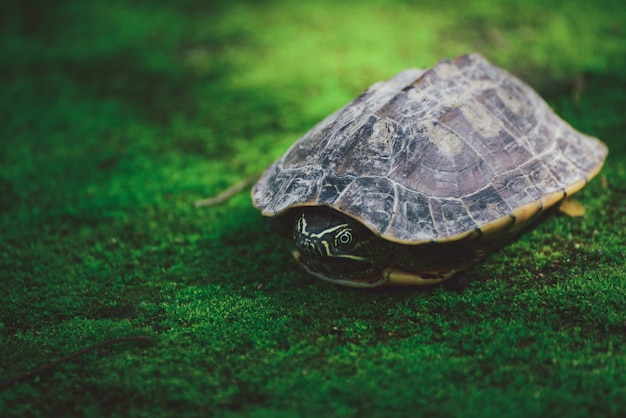 Baby turtle on moss in nature