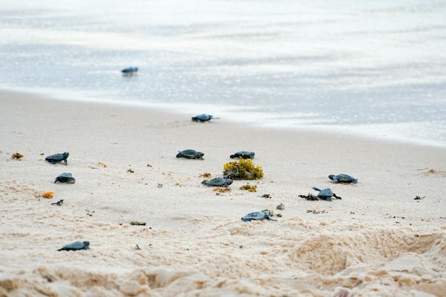 Baby turtles doing their first steps to the ocean Praia Do Forte Bahia Brazil