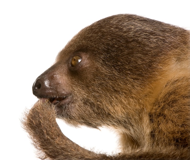 Photo baby two-toed sloth, choloepus didactylus on a white isolated