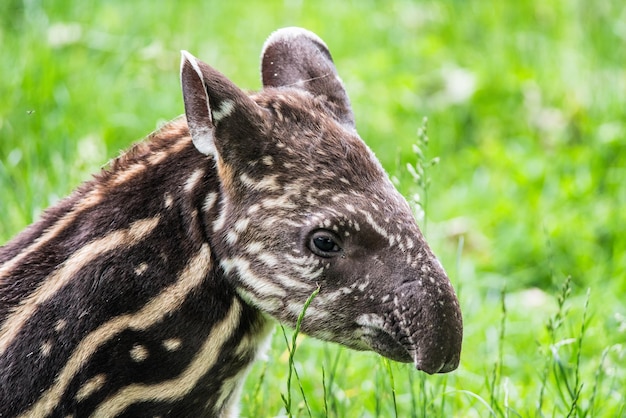 Baby van de bedreigde Zuid-Amerikaanse tapir