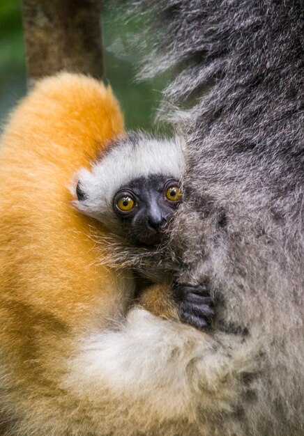 Baby van sifaka met diadeem