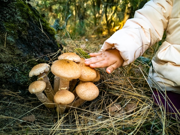 Baby verzamelt honingpaddestoelen in het herfstbosGeen gezicht mooie eetbare paddestoelen in het herfstbos