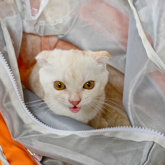 Foto gatto bianco del bambino nel cercare del sacchetto di plastica