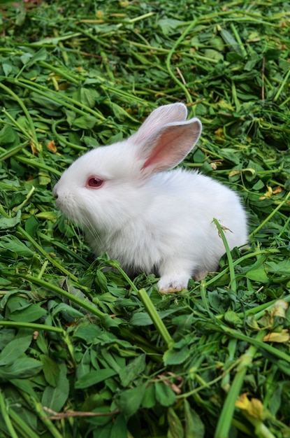 草原の赤ちゃん白ウサギ