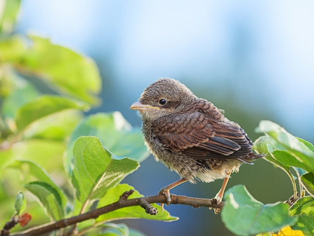 Baby whitethroat bird sitting on the branch