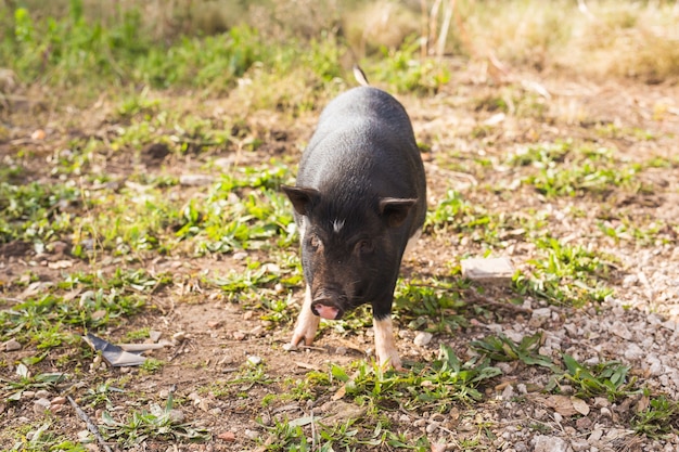 Baby wild pigs