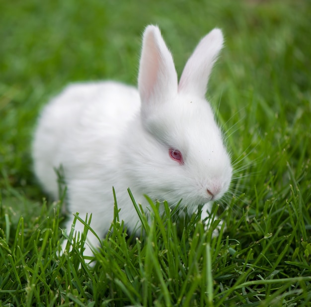 Baby wit konijn in de lente groen gras achtergrond.