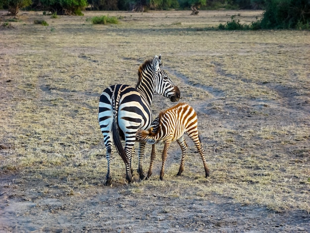 Foto baby zebra bere latte, maasai mara nr, kenya