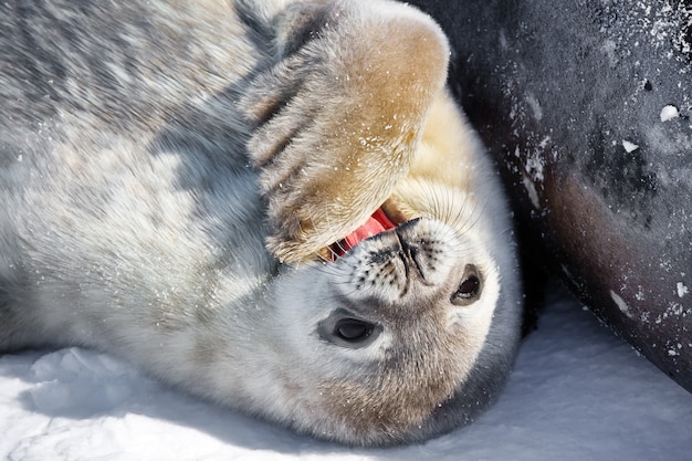 Baby zeehond