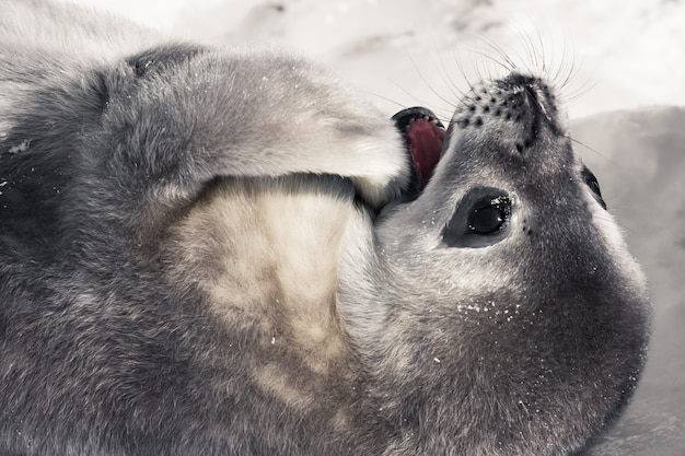 Baby zeehond