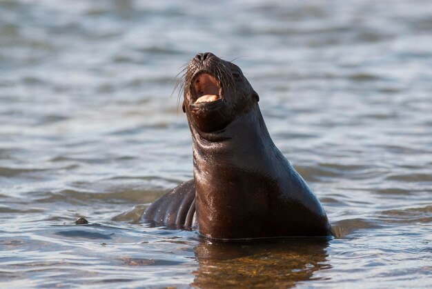 Baby zeeleeuw, natuurreservaat Punta Norte, schiereiland Valdes, provincie Chubut, Patagonië, Argentinië.