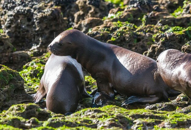 Baby zeeleeuw Peninsula Valdes Heritage Site Patagonië Argentinië