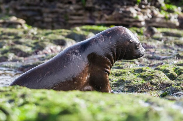 Baby zeeleeuw Peninsula Valdes Heritage Site Patagonië Argentinië