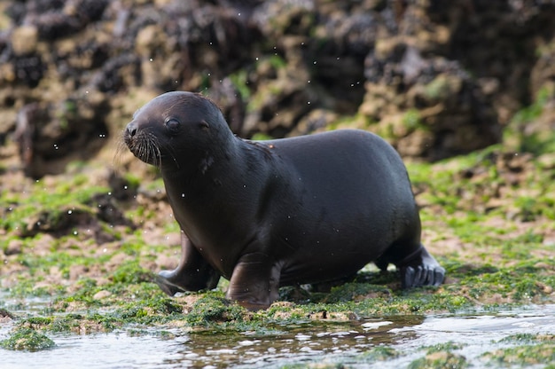 Baby zeeleeuw Schiereiland Valdes Patagonië Argentinië