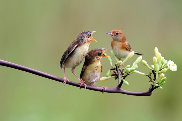 その母親からの食べ物を待っている赤ちゃんZitting Cisticola鳥