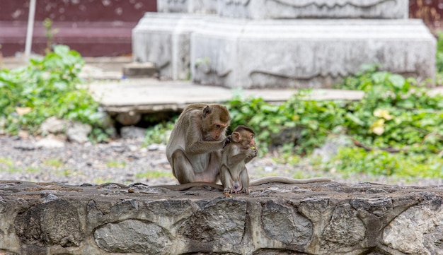 Foto babyaap onder moederbescherming