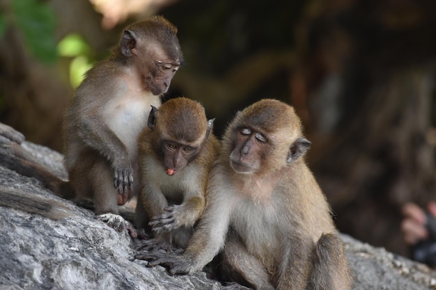 Babyapen in Phi Phi-eiland