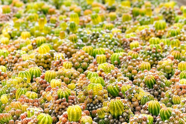 Babycactus bij zaailingskinderdagverblijf