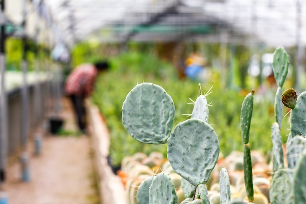 Babycactus bij Zaailingskwekerij