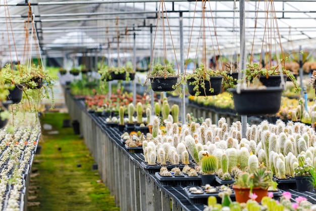 Babycactus bij Zaailingskwekerij