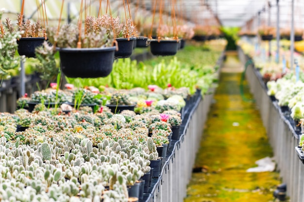 Babycactus bij Zaailingskwekerij