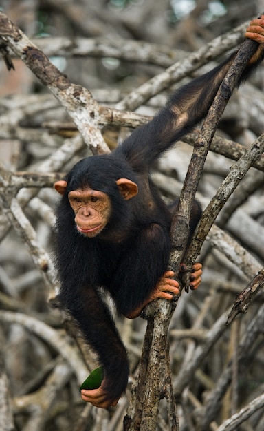 Babychimpansee op mangrovetakken