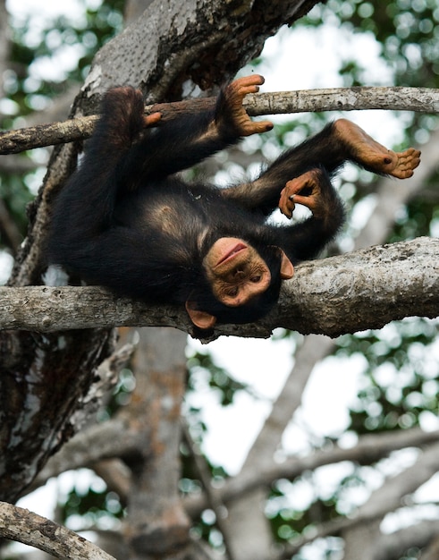 Babychimpansee op mangrovetakken