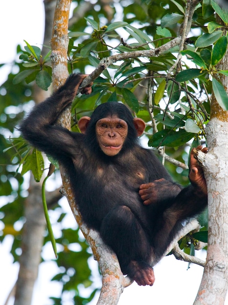 Babychimpansee op mangrovetakken