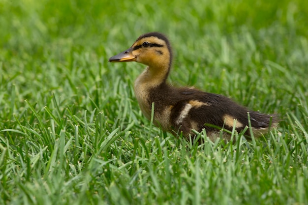 Babyeend in groen gras