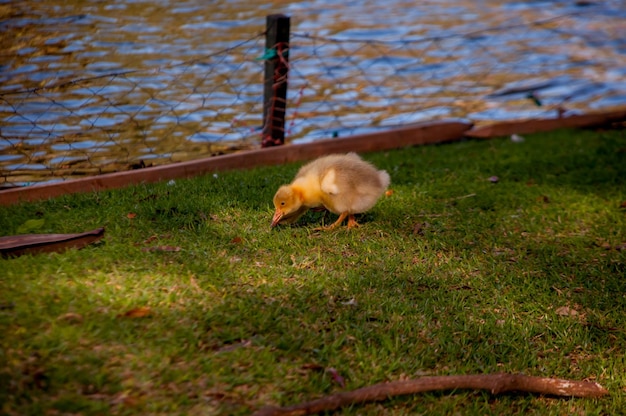 Foto babygans die op gras bij een meer loopt