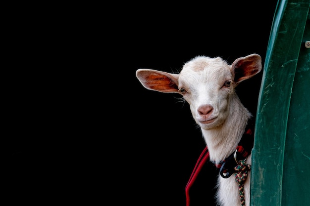 Babygeit pasgeboren portret op zoek naar jou