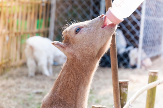 Babygeit voeren met melkfles op boerderijVoed de hongerige geit met melk