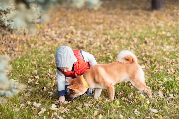 Babyjongen spelen met zijn rode hond op het gazon in het herfstpark. Shiba inu-puppy en kind zijn beste vrienden, geluk en zorgeloos jeugdconcept