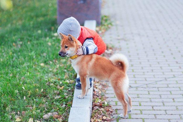 Babyjongen spelen met zijn rode hond op het gazon in het herfstpark. Shiba inu-puppy en kind zijn beste vrienden, geluk en zorgeloos jeugdconcept