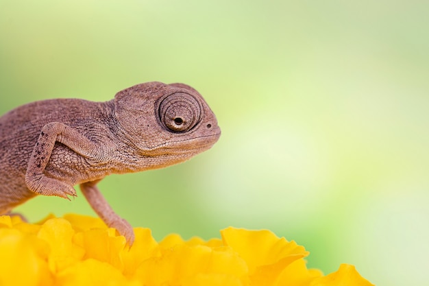 Babykameleon met groene achtergrond