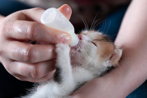 Babykatje achtergelaten zonder moeder Een kitten voeden met melk uit een fles