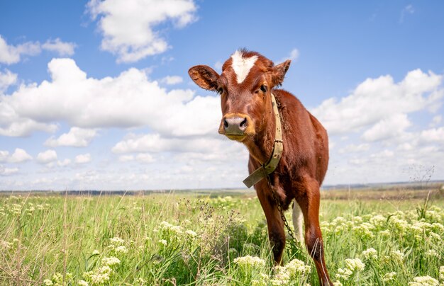 Babykoe graast op een veld met groen gras en blauwe lucht, bruin kalfje