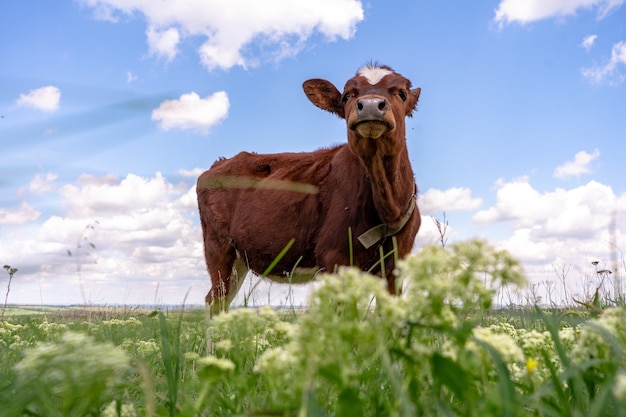 Babykoe graast op een veld met groen gras en blauwe lucht, bruin kalfje