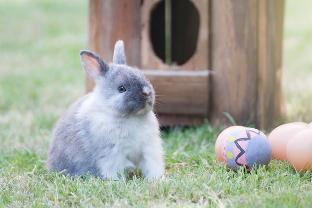 Babykonijntje met paaseieren op het groene gras