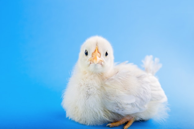 Babykuiken op een blauwe achtergrond