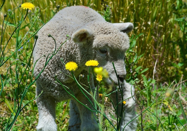 Babylam op het Pampas-platteland